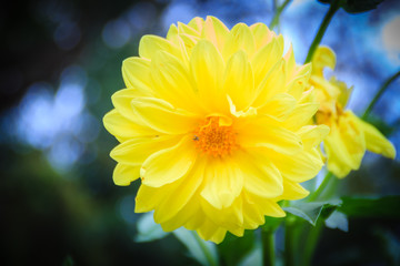 Yellow dahlia hybrid flower full blooming in the garden. Dahlia is a genus of bushy, tuberous, herbaceous perennial plants native to Mexico.