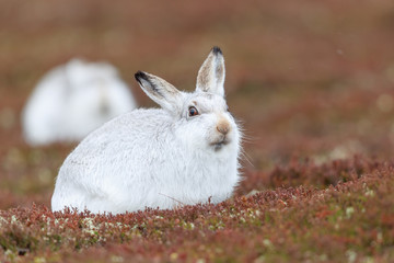 white mountain hare, lepus timidus
