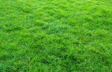 Background of green grass field. Green grass pattern and texture. Green lawn for background.