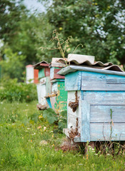 A group of swarm of bees on an old wooden beehive in a farm garden. Apiary, swarm, sheltered from the wind and with a good stay.