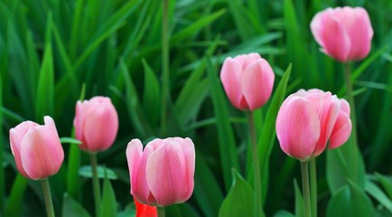 Group of colorful tulip. red, pink flower tulip with green leaf flowering. Soft selective focus, tulip close up. Bright colorful tulip photo background Spring day nature for web banner and card design