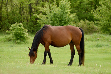 Horse grazing on a green meadow.