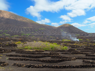 Weinanbau auf Lavafeldern