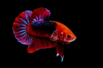 Obraz premium Betta fish Fight in the aquarium