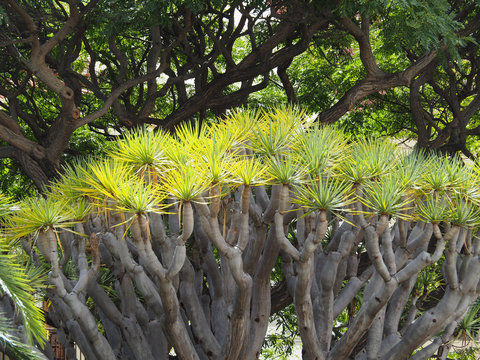 Drachenbaum