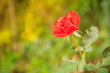 Beautiful single orange rose flower on green branch in the garden. Blooming fresh orange rose flower in the morning.