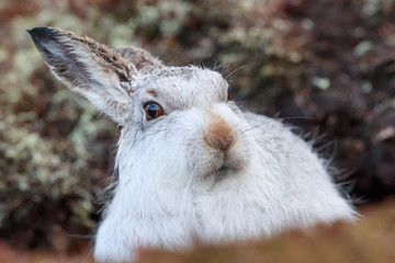 white mountain hare, lepus timidus