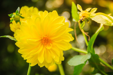 Yellow dahlia hybrid flower full blooming in the garden. Dahlia is a genus of bushy, tuberous, herbaceous perennial plants native to Mexico.