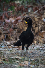 Bare faced Curassow, in a jungle environment, Pantanal Brazil