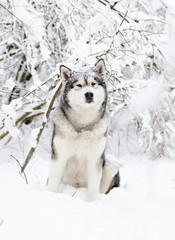 Alaskan Malamute dog on a winter walk in the snow