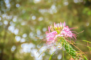 Pink Cleome hassleriana flower in the garden. Species of Cleome are commonly known as spider flowers, spider plants, spider weeds, or bee plants.