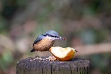 The Nuthatch - Wild Birds