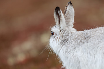 white mountain hare, lepus timidus