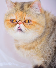 exotic persian cat