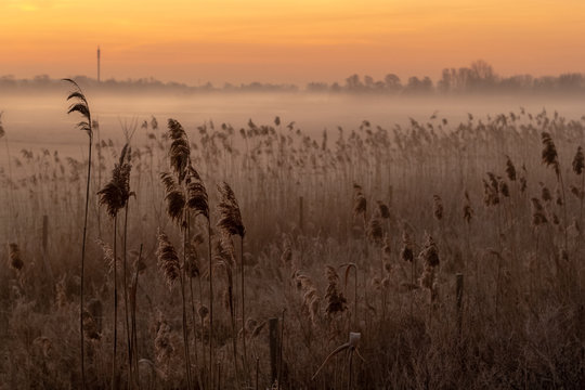 misty morning reed field against sunset sky © enzenberg