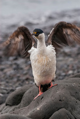 Imperial Cormorant, breeding colony, Paulet Island, Antarica