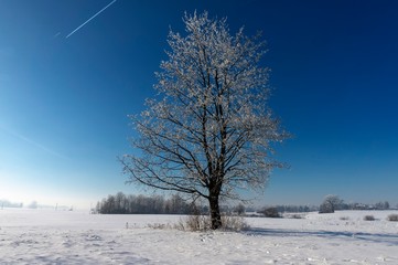 Frozen tree in winter nature
