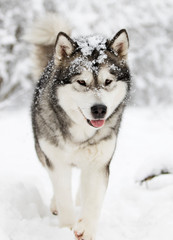 Alaskan Malamute dog on a winter walk in the snow