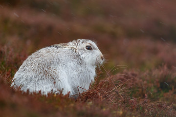white mountain hare, lepus timidus