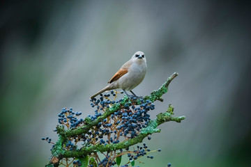 Bay winged Cowbird