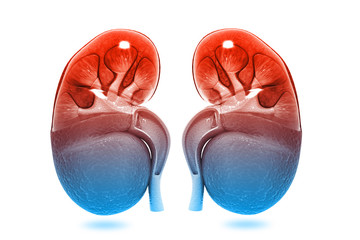 Fototapeta premium Human kidney cross section. 3d render