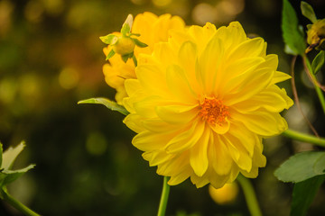 Yellow dahlia hybrid flower full blooming in the garden. Dahlia is a genus of bushy, tuberous, herbaceous perennial plants native to Mexico.