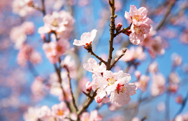 A blossom cherry tree in early spring. Sakura flowers. 