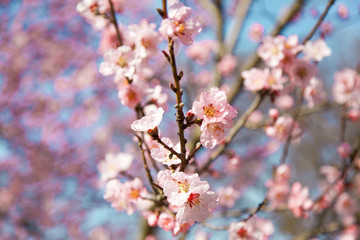 Fototapeta premium A blossom cherry tree in early spring. Sakura flowers. 