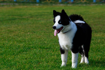Dog breed Border Collie
