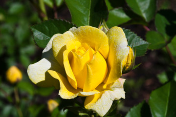 Yellow flower of Floribunda Rose Amber Queen 