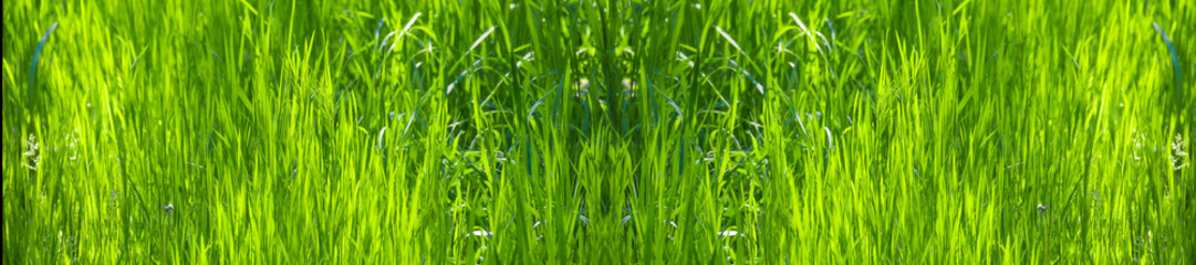 Fototapeta na wymiar Grass green blurred background