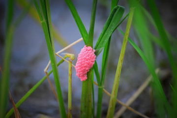 snail egg pink