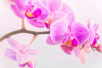 Pink orchid in front of pastel coloured background and creamy bokeh