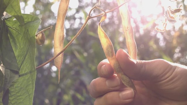 Beans growing in the garden.  Yellow and dry pods of beans hang on branches in the garden under rays of the sun. Male farmer's hand gently touches green bean pod. Everywhere plants.