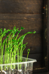 green seedling of grain (seedlings in the ground, watered) petals and stems. Food background