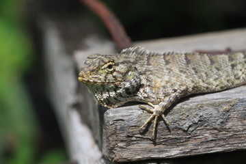 lizard