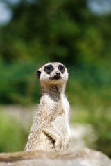 Erdmännchen