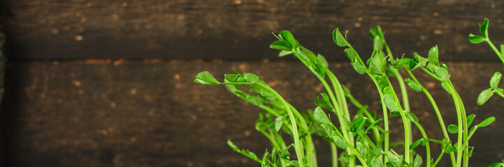 Fototapeta premium green seedling of grain (seedlings in the ground, watered) petals and stems. Food background