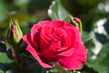 When they arrive in your life positive, consecutive, incessant events, do not thank destiny but rather find out who it comes from, because God is certainly behind all that. Above all, when you know ho