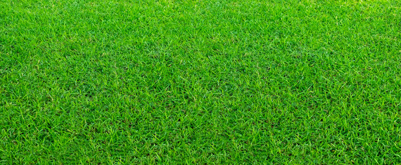 Plakat Landscape of grass field in green public park use as natural background or backdrop. Green grass texture from a field. Stadium grass landscape.