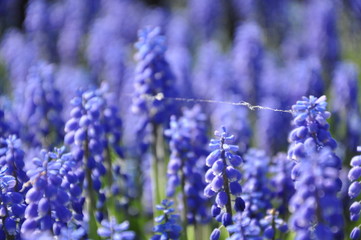 Fototapeta premium field of lavender flowers