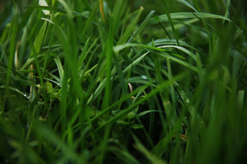 Rain drop on green grasses at overcast day.