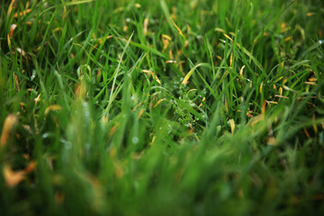 Rain drop on green grasses at overcast day.