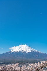 Close-up snow covered Mount Fuji ( Mt. Fuji ) with clear dark blue sky background in sakura cherry blossoms springtime sunny day. Arakurayama Sengen Park, Fujiyoshida City, Yamanashi Prefecture, Japan