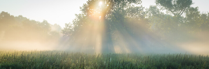 Sonnenaufgang auf einem Feld mit Baum im Nebel
