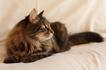 Beautiful Cat
