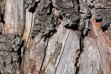 bark of a tree
