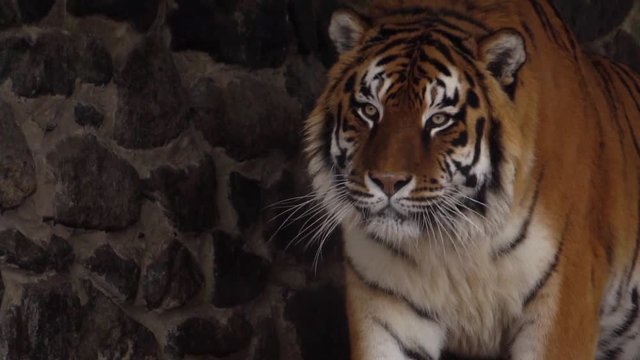 tiger shows teeth, slow motion