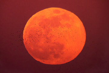 flying birds on the background of the moon