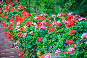 Perspective row of pink and red blooming geranium flowers on side of the brick and stone staircase at Bhubing palace, Chiang Mai, Thailand. Selective focus